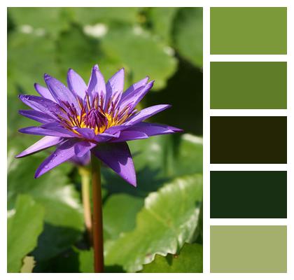 Blossom Aquatic Plant Water Lily Image